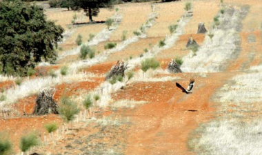 <p>Ejemplar joven de águila imperial ibérica sobrevolando una zona reforestada en la finca Las Ensanchas. En la imagen también se pueden apreciar los chozos construidos para favorecer la cría de perdices y conejos. / SEO/Birdlife</p>