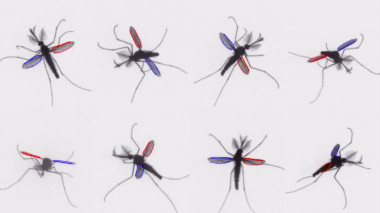 <p>Los mosquitos usan un mecanismo inusual en el mundo de los insectos para volar. / Bomphrey/Nakata/Phillips/Walker</p>