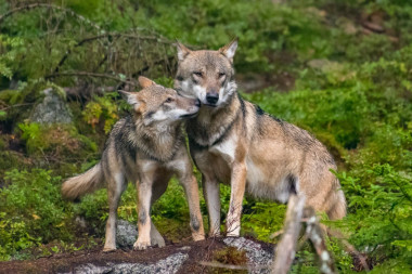 <p>Los bosques boreales que ocupan gran parte del norte de Suecia podrían ser apropiados como hábitat para el lobo. / © Fotolia</p>