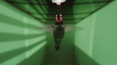 <p>Uno de los colibrí de Ana empleados para el experimento. / Charlie Croskery</p>