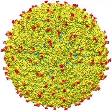 <p>Representación de la superficie del virus Zika. / Purdue University (EE UU) | cortesía de los grupos de investigación de Rossmann y Kuhn</p>
