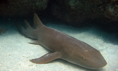 <p>Tiburón nodriza (<em>Ginglymostoma cirratum</em>) en las islas Vírgenes en EE UU. / <a href="https://www.flickr.com/photos/noaaphotolib/" title="Ir a la galería de NOAA Photo Library" target="_self">NOAA Photo Library</a></p>