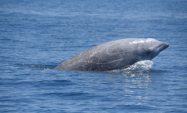 <p>Nuevos registros de las capacidades de buceo de los zifios en el Atlántico Norte confirman que estos cetáceos son los mamíferos que alcanzan la mayores profundidades. / Andrew J. Read</p>