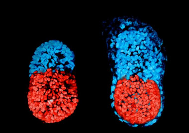 <p>A la izquierda, imagen del embrión de ratón con células madre a las 96 horas. A la derecha, el embrión de ratón cultivado <em>in vitro</em> durante 48 horas desde la etapa de blastocisto. La parte roja es embrionaria y la azul, extraembrionaria. / Sarah Harrison et al</p>