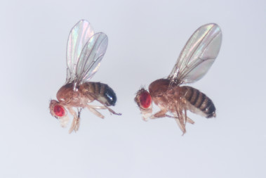 <p>Moscas de la fruta (<em>Drosophila melanogaster</em>) / Adobestock</p>