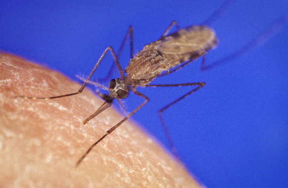 <p>El mosquito <em>Anopheles gambiae </em>es el vector biológico de la malaria. / <a href="https://es.wikipedia.org/wiki/Anopheles#/media/Archivo:AnophelesGambiaemosquito.jpg" target="_blank">James D. Gathany</a></p>