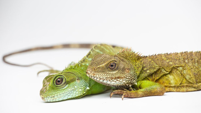 <p>La cría (izquierda) junto a su madre (derecha) en el Smithsonian’s National Zoo. / Smithsonian’s National Zoo</p>