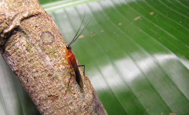 <p>La nueva especie de mantis religiosa, <em>Vespamantoida wherleyi</em>, descubierta en la Amazonía en Perú. / Gavin Svenson, Cleveland Museum of Natural History</p>