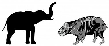 <p>Comparación de Lisowicia bojani con un elefante reciente / Tomasz Sulej and Grzegorz Niedzwiedzki</p>
