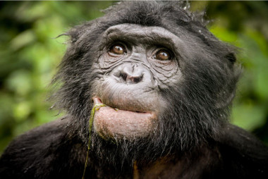 <p>Ejemplar de bonobo en el Lola Ya Bonobo sanctuary en la república Democrática del Congo. / Cintia Garai, Wildlife Messengers (<a href="http://wildlifemessengers.org/" target="_blank">wildlifemessengers.org</a>)</p>
