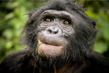 <p>Ejemplar de bonobo en el Lola Ya Bonobo sanctuary en la república Democrática del Congo. / Cintia Garai, Wildlife Messengers (<a href="http://wildlifemessengers.org/" target="_blank">wildlifemessengers.org</a>)</p>