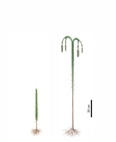 Reconstrucción de los árboles Lycophyta. / Zhenzhen Deng