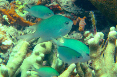 <p><em>Altrichthys alelia, </em>la nueva especie de pez damisela descubierta en Filipinas. / Giacomo Bernardi</p>