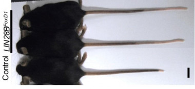 <p>Ratón de control (parte inferior) y ratones inducidos por FoxD1-LIN28B (arriba, con colas más largas) / Robinton et al. - <em>Developmental Cell</em></p>