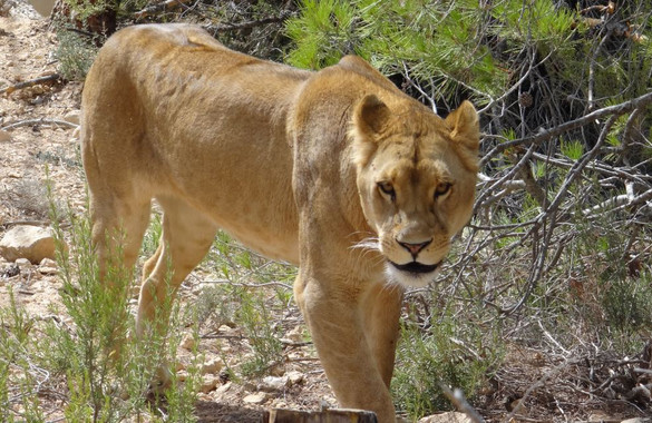 <p>La leona Nala en las instalaciones del centro de rescate espaÃ±ol. / AAP Primadomus</p>