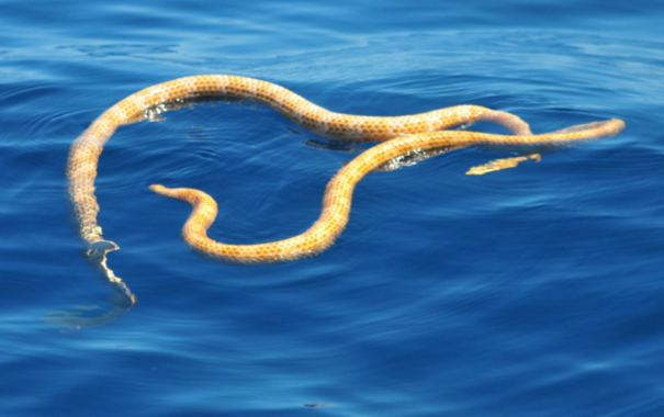 <p/>Dos ejemplares de <em>Aipysurus apraefrontalis</em> fotografiados en el arrecife de Ningaloo, en la costa occidental australiana. / Grant Griffin” /><span style=