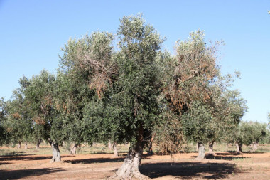 <p>Olivo infectado por <em>Xylella fastidiosa </em>donde se aprecian los síntomas de la enfermedad. / Juan A. Navas-Cortes</p>