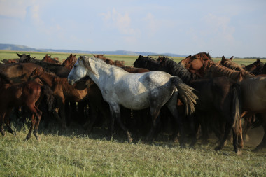 <p>El origen de la domesticación de los caballos salvajes comenzó hace 5.000 años en Botai, en Kazajistán. / Ludovic Orlando</p>