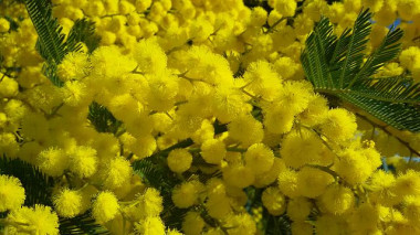 <p>Detalle de una mimosa (<em>Acacia dealbata</em>) / Wikipedia </p>