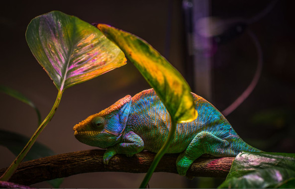 <p>Solo algunas de las 161 especies de camaleones de todo el mundo pueden cambiar de color. / Egor Kamelev</p>