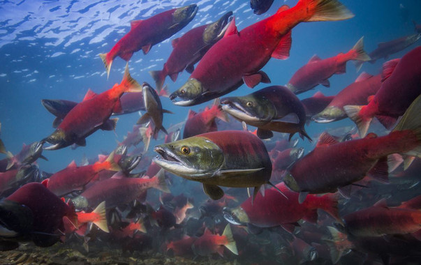<p>Grupo de salmones rojos del Pacífico antes de volver a desovar en la bahía de Bristol en Alaska. / Jason Ching/University of Washington </p>