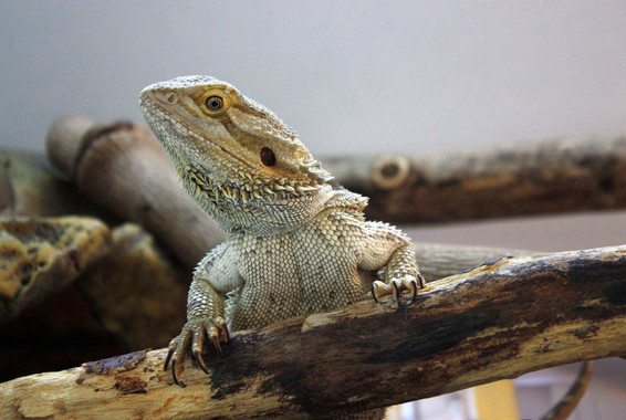 <p>En los últimos años los dragones barbudos se han empezado a comercializar fuera de Australia. / Sophie A Moszuti</p>