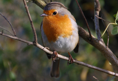 <p>El petirrojo europeo (<em>Erithacus rubecula</em>) es una de las especies que resultarían favorecidas por el cambio climático. / Felipe González (SEO-BirdLife)</p>