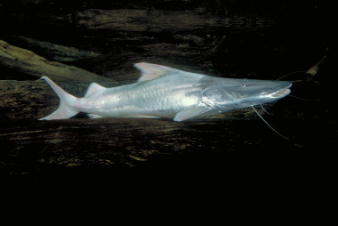 <p>El bagre dorado junto a otras tres especies son los que registran el récord en recorrer las migraciones más largas en agua dulce. / Michael Goulding/WCS</p>