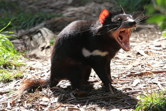 <p>Los demonios de Tasmania son los marsupiales carnívoros más grandes del mundo. Viven únicamente en esta región australiana. / <a href="https://www.flickr.com/photos/30073301@N00" target="_blank">Chen Wu</a></p>