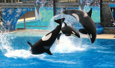 <p>Tres orcas saltando en el SeaWorld de San Diego, en California. / <a href="https://www.flickr.com/photos/congvo/2642128445/in/photolist-52tAJH-a1GkGx-9rDtzQ-9rAHAD-sM23u-nvQvc-sM23j-bnAmn-epmA21-8aXct-73ETHJ-sM23b-6mn3Kd-4EfbS6-7vTZdF-9rAzYv-9rDuDE-4S7gcJ-21VQqVW-pycpyz-9rAAHF-9LAUzw-8u3Sf3-9rDBpu-9rAz32-355D1-ZTfzzE-4S4mf8-ndgk3C-9rDHPy-ZThSwG-9rDyvj-a4th9W-oXGDgn-ZThwHy-4KcT8a-9rAsrR-21TM6Af-reu2ZM-5SYsVT-eoqn96-21YE3Un-21TJ6xL-ndg5jZ-ndg7hg-9rAHPF-6M6rsG-9rAHbv-2eCmmC3-262yCJY/" target="_blank">Congvo</a> </p>