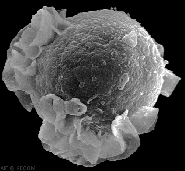 <p>Imagen de un linfocito B como los utilizados en el estudio. / <a href="/«BCelle» de Original uploader was Northen at da.wikipedia - Transferred from da.wikipedia; transferred to Commons by User:MGA73 using CommonsHelper. Analytical Imaging Facility at the Albert Einstein College of Medicine (i overenstemmelse med deres copyright), http://www.aecom.yu.edu/aif/gallery/sem/sem.htm / http://www.aecom.yu.edu/aif/gallery/sem/b-cell-buds-virus_c2005AECO.gif.. Disponible bajo la licencia Dominio público vía Wikimedia Commons - http://commons.wikimedia.org/wiki/File:BCelle.gif#/media/File:BCelle.gif" target="_self">Wikipedia</a> </p>
