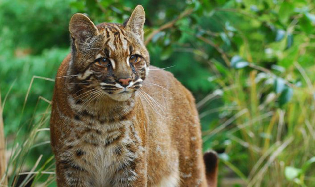 <p>El gato dorado asiático es un felino de tamaño medio que vive en el sureste asiático. Hasta ahora se habían registrado cuatro pelajes diferentes, pero resuelta tener seis. / <a href="https://flickr.com/people/27428149@N02" target="_blank">Karen Stout</a></p>