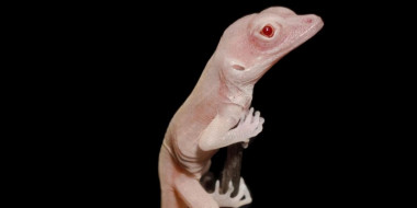 <p>Imagen de una cría de lagarto albino. / Doug Menke</p>