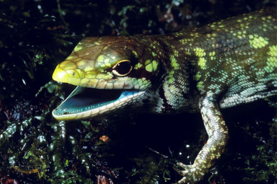 <p><em>Prasinohaema prehensicauda</em> es un lagarto de sangre verde con altas concentraciones de biliverdina, un pigmento verde y tóxico de la bilis, en las tierras altas de Papúa Nueva Guinea. / Chris Austin, LSU</p>