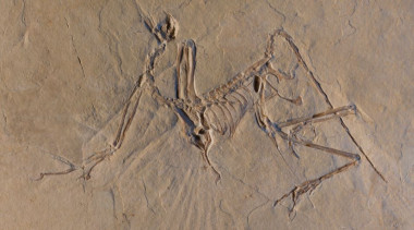 <p>Fósil del ave jurásica arqueoptérix encontrado en Múnich / <a href="https://press.nature.com/wp-content/uploads/files/2018/03/Picture2.jpg" target="_blank">ESRF/Pascal Goetgheluck</a></p>