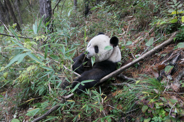 <p>Las actuales poblaciones de panda gigante se alimentan casi exclusivamente de la planta de bambú / Pixabay</p>