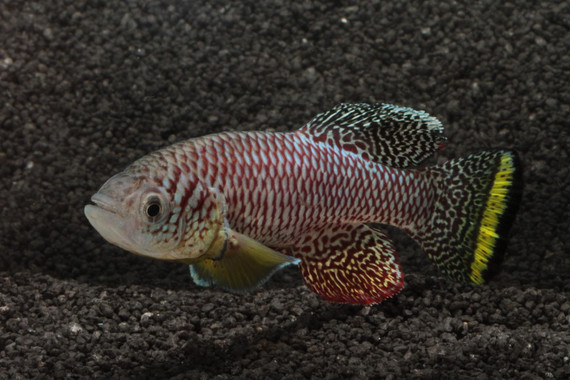 <p>Imagen de un un pez killi adulto (<em>Nothobranchius furzeri</em>) completamente desarrollado / R. Blaek</p>