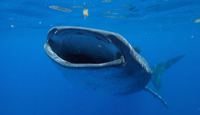 <p>El tiburón ballena es el pez más grande del mundo. Puede medir hasta casi 19 metros de longitud, según el nuevo estudio. / Guy Harvey Ocean Foundation</p>