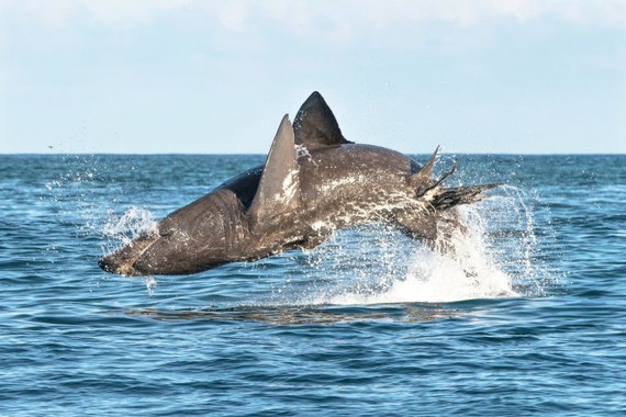 <p>Un tiburón peregrino salta del agua a la vez que se alimenta de plancton. / Youen Jacob</p>