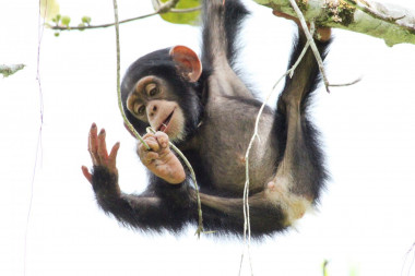 <p>Un chimpancé joven juega con ramas. / Kathelijne Koops</p>