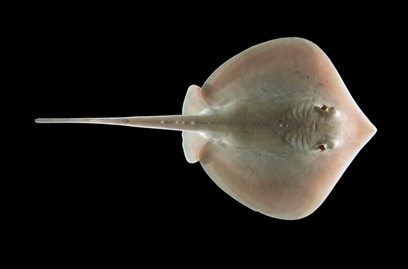 <p/>Muchos animales marinos como la raya del AtlÃ¡ntico necesitan el buen funcionamiento de su sistema olfativo para sobrevivir. /Â Stephen M. Kajiura, Ph.D./Florida Atlantic University” /><span style=