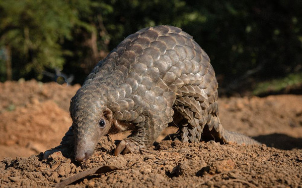 <p>Un ejemplar de pangolín en el noreste de India. / Neil D