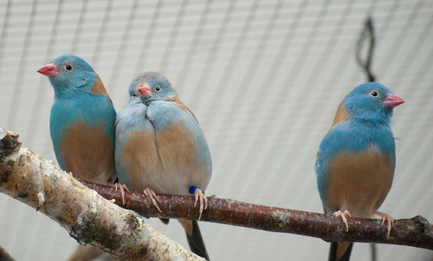 <p>Una pareja de azulitos coroniazul (izquierda) y un macho de esta especie (derecha). / Nao Ota</p>
