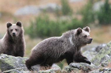 <p>Dos crías de osos pardo. / Adam Wajrak</p>