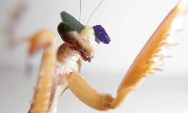 <p>Una mantis religiosa lleva unas gafas 3D con una lente azul y otra verde para el experimento. / Universidad de Newcastle.</p>