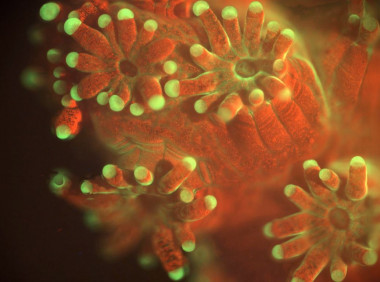 <p>Imagen del coral <em>Pocillopora damicornis</em> bajo iluminación fluorescente. / Andrew Mullen</p>