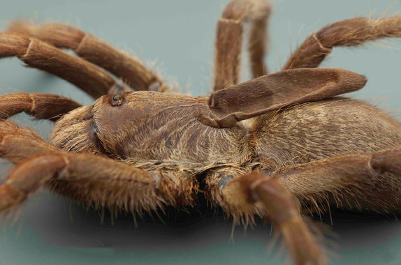 <p>La tarántula <em>Ceratogyrus attonitifer </em>presenta un peculiar cuerno encima de su cabeza. / Ian Enelbrecht</p>