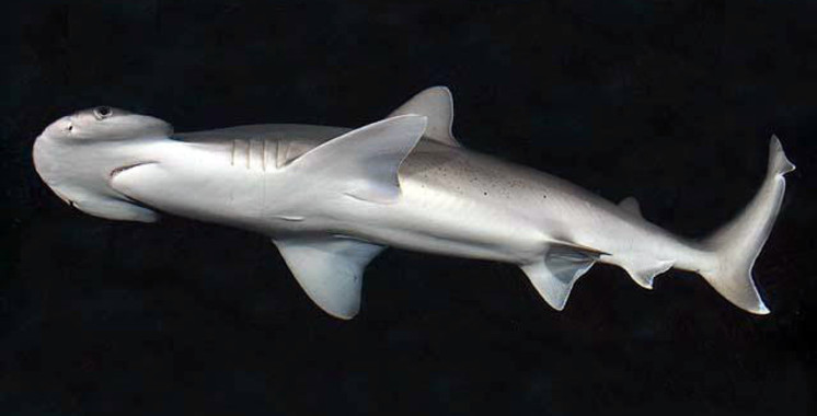 <p>Un tiburón cabeza de pala. / <a href="https://en.m.wikipedia.org/wiki/File:Sphyrna_tiburo_SI.jpg" target="_blank">Ross Robertson</a></p>