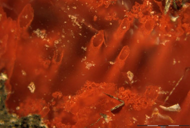 <p>Tubos de hematites hallados en los depósitos de las fuentes hidrotermales que representan los microfósiles más antiguos de la Tierra. / Matthew Dodd</p>