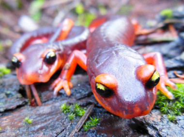 <p>La salamandra ensatina es una de las especies amenazadas / Tiffani Yap</p>